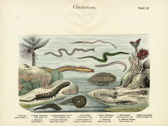 Arthropods